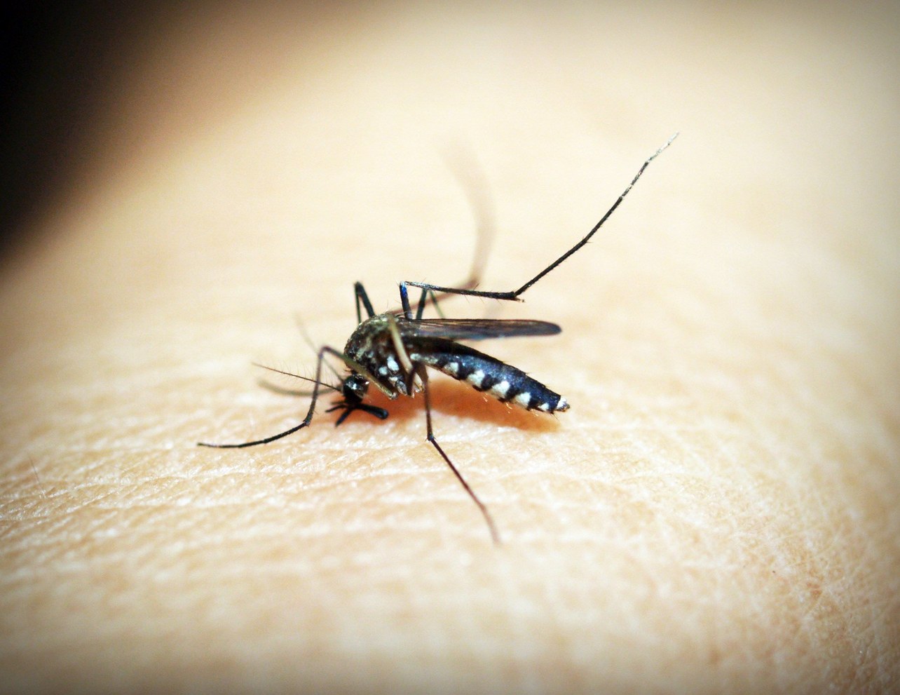 Mosquito tigre